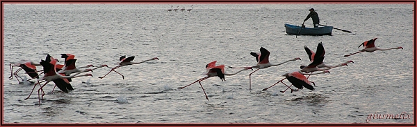 Fenicotteri al decollo (Laguna di Elmas).jpg